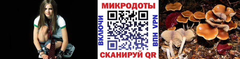 Псилоцибиновые грибы Psilocybe  Купить где  Боровичи 